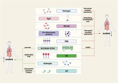 Frontiers | Metabolic Changes In Kidney Stone Disease